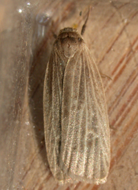 Pale Lichen Moth